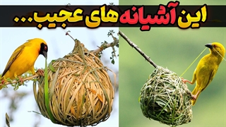 آشیانه‌های عجیب و غریب پرندگان | دانستنی‌های شگفت‌انگیز درباره طبیعت