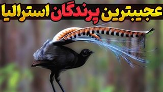 عجیب‌ترین پرندگان استرالیا | دانستنی‌های جالب پرندگان استرالیایی