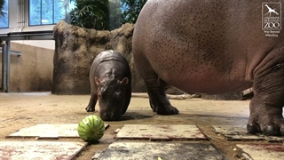 بازی اسب آبی با هندوانه