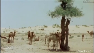 کشتی کویر ۲