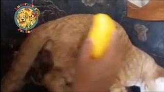 برس-بخار-پت طرح اشک