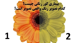 کور رنگی چیست؟