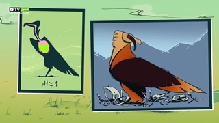 آشنایی با کرکس ها و نقش آنها در عفونت زدایی اکوسیستم