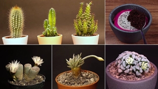 مجموعه تایم لپس کاکتوس