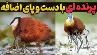 برکه نورد آفریقایی: رازهای تولید مثل عجیب