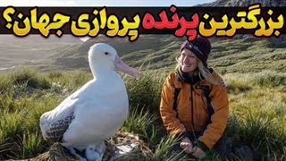 آلباتروس سرگردان: پرندهای با بزرگترین بالها در جهان