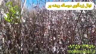 نهال زرد آلوی دو ساله ریشه پر