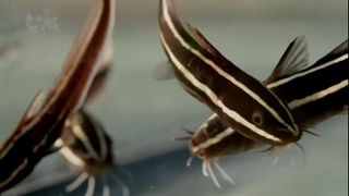 مستند پادشاهان درد فصل دوم قسمت دهم و آخر