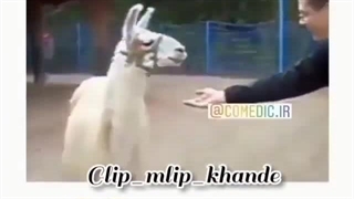 عشوه را از لاما یاد بگیرید:/