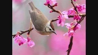 اهنگ بهار زنده از ناصر عبدالهی