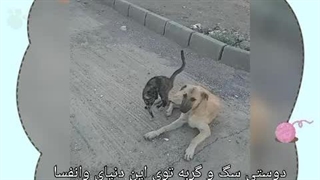 دوستی سگ و گربه (سوتلق)
