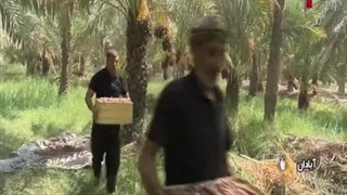 بهبود جایگاه صادراتی خرما