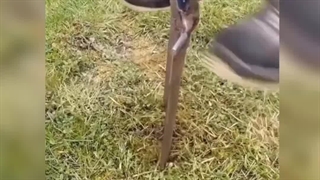 دیگه لازم نیست برای کاشت نهال گودال بکنی سه سوته انجامش بده