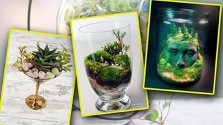 مینی باغ و تراریوم