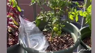 رفتی مسافرت اینجوری گیاهتو آبیاری کن