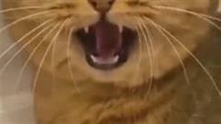 سازندشو زنده میخوام -_-