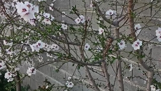 بادام دیر گل آذر