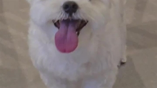 انهاپین در پرادا شو میلان + کپشن