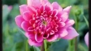 استاد محمد شجاعی: مشهد و شمال