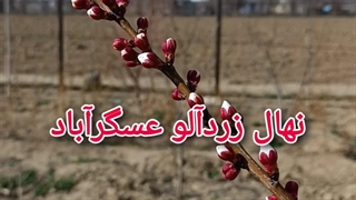 نهال زردآلو عسگرآباد