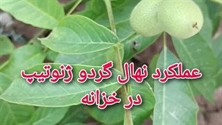 باردهی نهال گردو ژنوتیپ در خزانه(محل پرورش)