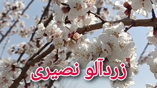 نهال زردآلو نصیری