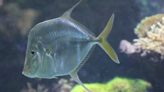 شش گونه جانوری از باغ وحش زوریخ