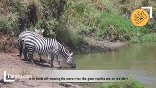 فرار گورخر خوش شانس از حمله تمساح (فیلم)