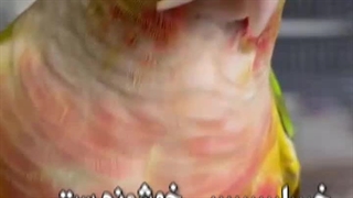 نخود جوانه زده برای تغذیه پرنده / مطب دامپزشکی میاندوآب