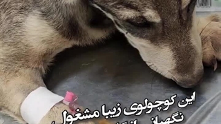 نجات جان سگ نگهبان گله / کلینیک حیوانات خانگی میاندوآب