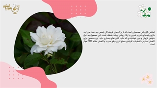 اسانس گل یاس چیست و چه خواصی دارد؟