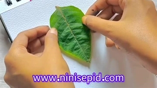 نقاشی طوطی با برگ درخت