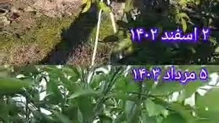 بهترین نهالستان در مازندران 09112260272