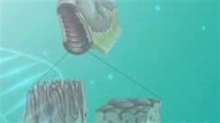 بیماری سلیاک چیست و چه علائمی دارد-clinicdarman.com