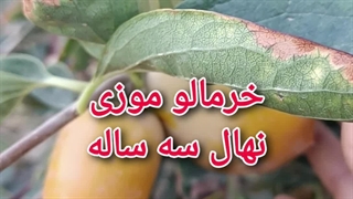 نهال خرمالو موزی