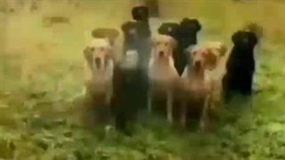 موقعیت حکام عرب در جنگ اسرائیل با غزه و لبنان