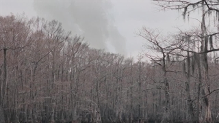 فیلم راز دریاچه Caddo Lake