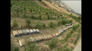 مستند نیش - روستا آنلاین