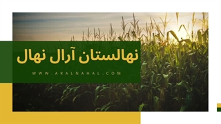 خرید نهال پسته