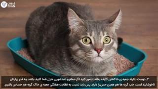 در روز جهانی گربه ها با رفتارهایی که ناراحتشان می کند آشنا شوید.