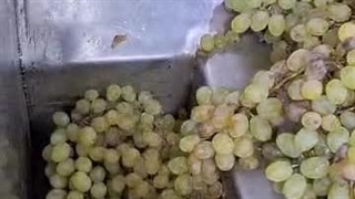 ابگیر انگور۰۹۱۳۸۸۰۳۱۰۱