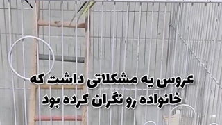 کبد چرب عروس هلندی، مراجعه از شاهیندژ به کلینیک دامپزشکی میاندوآب