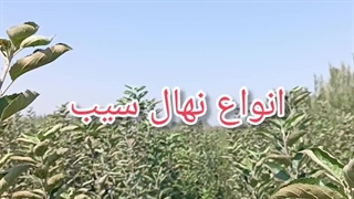 ارقام مختلف نهال سیب