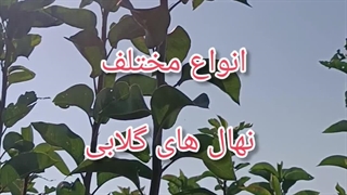 انواع نهال گلابی در نهالستان