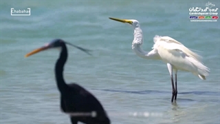 سفر به بهشت جنوب: تور چابهار از شیراز