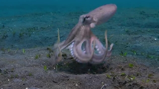 مستند اسرار اختاپوس Secrets of the Octopus 2024 (کلیک فایلز)