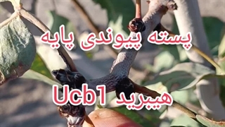 پسته پیوندی پایه UCB1