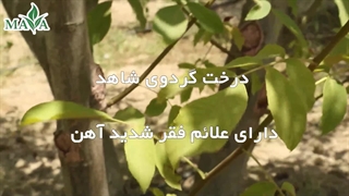 آزمایش کود کلات آهن 6 درصد بر روی تغذیه درختان گردو