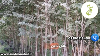 نهال نارون نرک