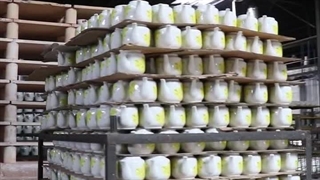 آرکیلا، تولیدی و پخش عمده ظروف چینی است